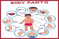 Body part with a pupil