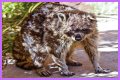 Can Raccoons Get Distemper? - Kylon Powell