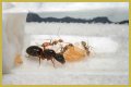 How To Get Ants Out Of Keurig?